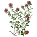 Huile essentielle Serpolet Bio