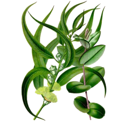 Eucalyptus BIO en gélules
