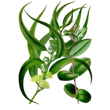 Eucalyptus BIO en gélules