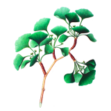 Ginkgo Biloba feuille bio en gélules (circulation cérébrale)