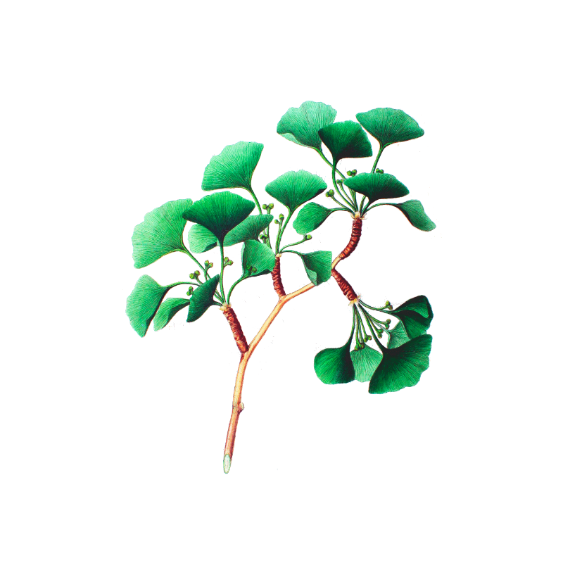 Ginkgo Biloba feuille bio en gélules (circulation cérébrale)