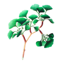 Ginkgo biloba Extrait Bio gélules *