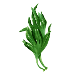 Oméga 3 Végétal Végan capsules