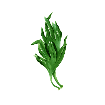 Oméga 3 Végétal Végan capsules