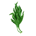 Oméga 3 Végétal Végan capsules