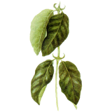 Griffe du Chat BIO en gélules (Uncaria tomentosa), puissant renfort de l'immunité