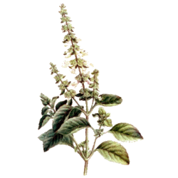 Huile essentielle Basilic Tropical Madacascar Bio*