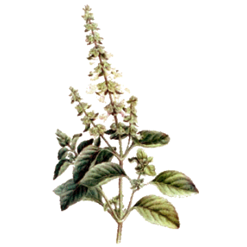 Huile essentielle Basilic Tropical Madacascar Bio* Huile essentielle Basilic Tropical Madacascar Bio*