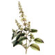 Huile essentielle Basilic Tropical Madagascar Bio (Ocimum basilicum L.)