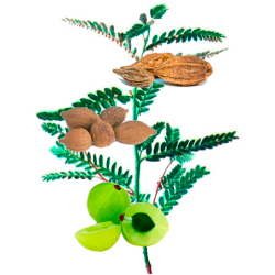 Triphala BIO en gélules