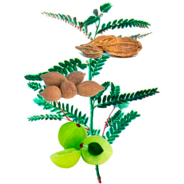 Triphala BIO en gélules Triphala BIO en gélules