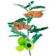 Triphala Bio en gélules, médecine ayurvédique
