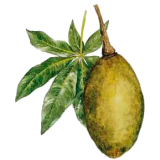 Boabab pulpe de fruit BIO en gélules (Adansonia digitata)