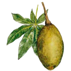Baobab Fruits BIO en gélules