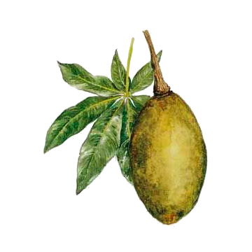 Baobab Fruits BIO en gélules