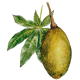 Baobab Fruits BIO en gélules