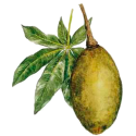 Baobab Fruits BIO en gélules
