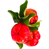 Acérola extrait de fruits BIO en gélules (Immunité)