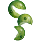 Chlorella en comprimés 505 mg. (Chlorella pyrenoidosa) 