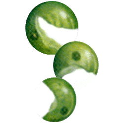 Chlorella BIO en comprimés