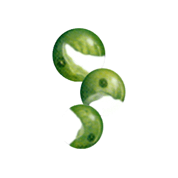 Chlorella BIO en comprimés