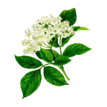 Sureau fleurs BIO en gélules Sureau fleurs BIO en gélules