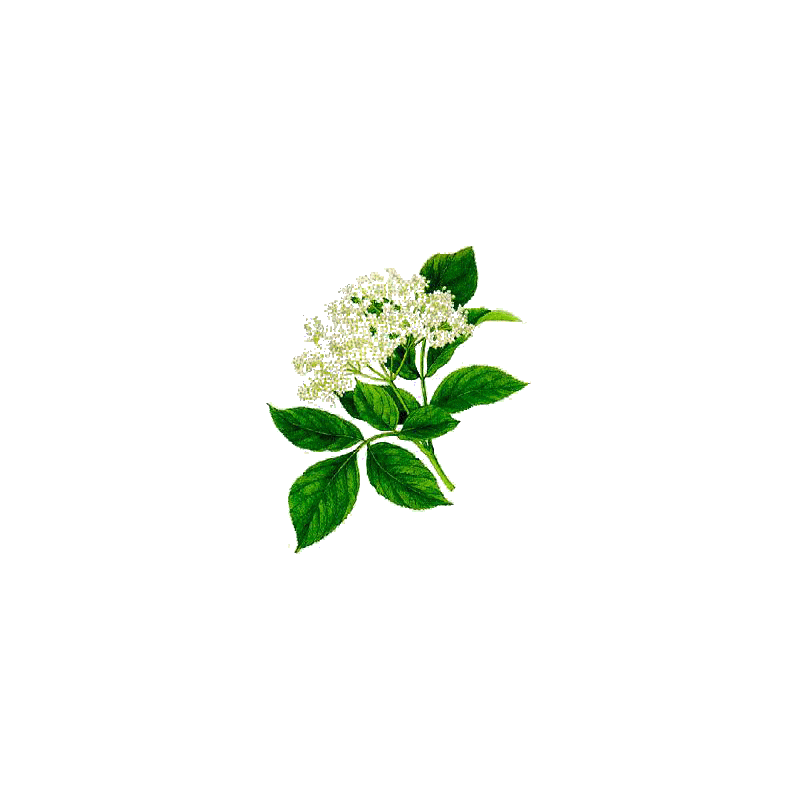 Sureau fleurs en gélules (Sambucus nigra)