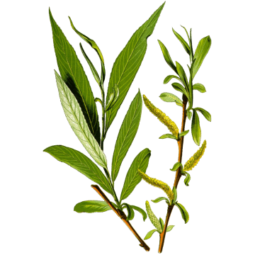 Saule Blanc BIO en gélules*
