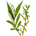 Saule Blanc BIO en gélules*