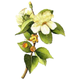 Huile essentielle Myrte Verte bio (Myrtus communis)