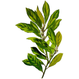 Hydrolat de Laurier Noble bio (Laurus nobilis)