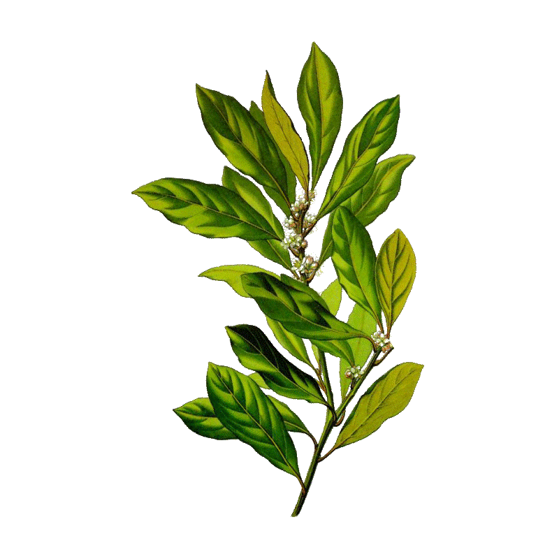 Hydrolat de Laurier Noble bio (Laurus nobilis)
