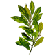 Hydrolat de Laurier Noble bio (Laurus nobilis)