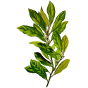 Hydrolat Laurier Noble Bio*