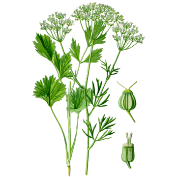 Anis Vert BIO en gélules Anis Vert BIO en gélules