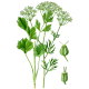 Anis Vert en gélules
