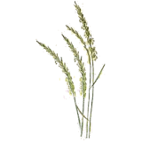Chiendent Officinal BIO en gélules (Elymus repens)