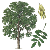 Frêne feuille BIO en gélules (Fraxinus excelsior)