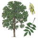 Frêne feuille BIO en gélules (Fraxinus excelsior)