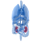 Mélange de plantes médicinales U-Reno (voies urinaires & prostate)