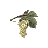 Marc de Raisin BIO en gélules (Vitis vinifera)