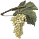 Marc de Raisin BIO en gélules