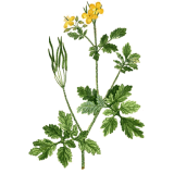 Chelidoine en gélules (Chelidonium majus)