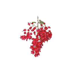 Combretum Kinkéliba BIO en gélules