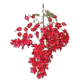 Combretum Kinkéliba BIO en gélules (Foie et vésicule)
