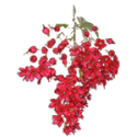 Combretum Kinkéliba BIO en gélules