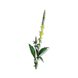 Aigremoine BIO en gélules (Agrimonia eupatoria)