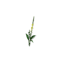 Aigremoine BIO en gélules