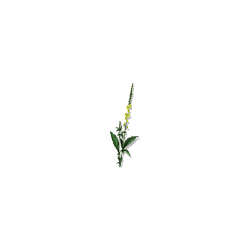 Aigremoine BIO en gélules