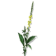 Aigremoine BIO en gélules (Agrimonia eupatoria)